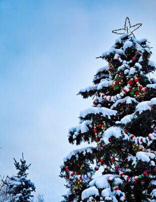 Fun History Bits on How Christmas Trees Started in Old Europe
